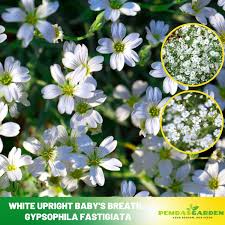 Attēlu rezultāti vaicājumam “Gypsophila fastigiata”