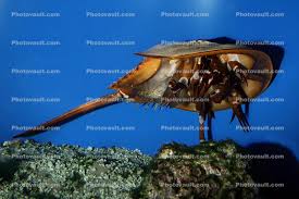 Image result for Limulus polyphemus
