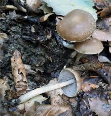 Attēlu rezultāti vaicājumam “Stropharia hornemannii”