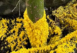 Attēlu rezultāti vaicājumam “Diderma floriforme stalked”