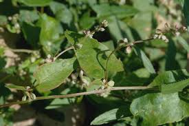 Attēlu rezultāti vaicājumam “Fallopia convolvulus”