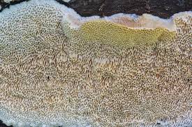 Attēlu rezultāti vaicājumam “Antrodia”