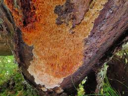 Attēlu rezultāti vaicājumam “Pycnoporellus alboluteus”