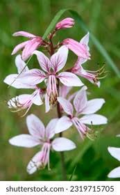 Image result for Diptam