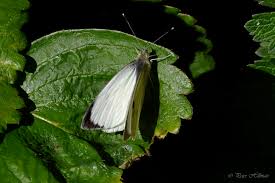 Attēlu rezultāti vaicājumam “Pieris brassicae female”