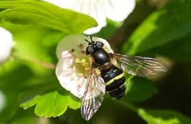 Attēlu rezultāti vaicājumam “Dasysyrphus tricinctus”