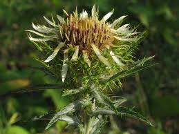 Attēlu rezultāti vaicājumam “Carlina biebersteinii bud”