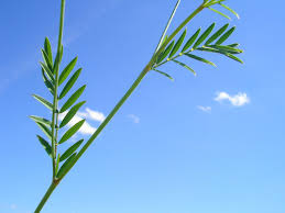 Attēlu rezultāti vaicājumam “Onobrychis arenaria bud”