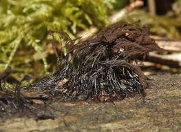 Attēlu rezultāti vaicājumam “Stemonitis lignicola”