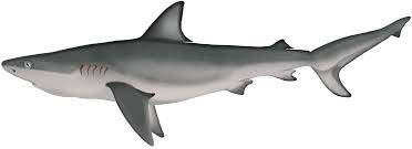 Image result for Carcharhinus galapagensis