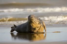 Image result for Halichoerus grypus