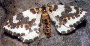 Attēlu rezultāti vaicājumam “Abraxas grossulariata”