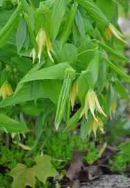 Attēlu rezultāti vaicājumam “Uvularia grandiflora flower”
