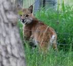Predatory Wild A
nimals in Aust ...