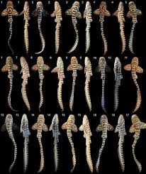 Image result for Stegostoma tigrinum