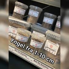 Image result for Yngelfoder