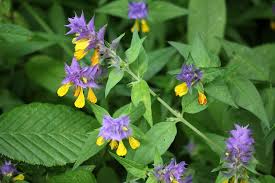 Attēlu rezultāti vaicājumam “Melampyrum nemorosum”