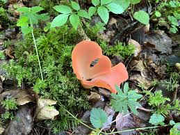 Attēlu rezultāti vaicājumam “Tremiscus helvelloides”