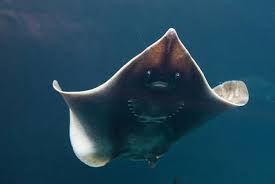 Image result for Dipturus laevis