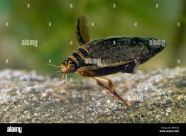 Attēlu rezultāti vaicājumam “Acilius sulcatus female”