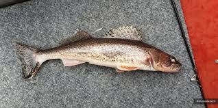 Image result for Sander canadensis