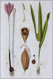 Attēlu rezultāti vaicājumam “Colchicum autumnale”