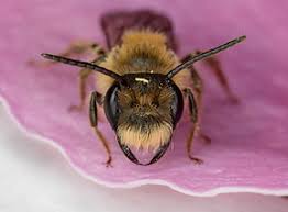 Attēlu rezultāti vaicājumam “Andrena”