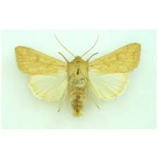 Attēlu rezultāti vaicājumam “Mythimna flammea”