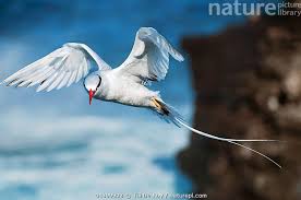 Image result for Phaethon aethereus