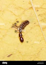 Attēlu rezultāti vaicājumam “Raphidioptera larva”