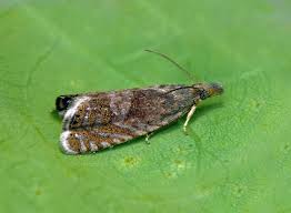 Attēlu rezultāti vaicājumam “Dichrorampha simpliciana”