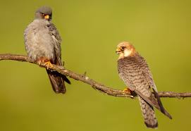 Image result for Falco vespertinus