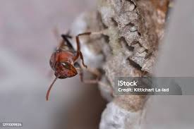 Attēlu rezultāti vaicājumam “Hylecoetus dermestoides female”