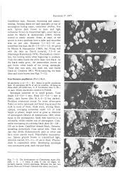 Attēlu rezultāti vaicājumam “Comatricha nigra young”