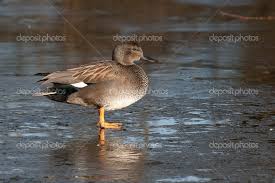 Attēlu rezultāti vaicājumam “Anas strepera”