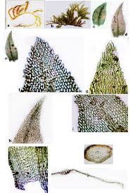 Attēlu rezultāti vaicājumam “Eurhynchiastrum pulchellum”