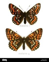 Attēlu rezultāti vaicājumam “Euphydryas maturna pupa”