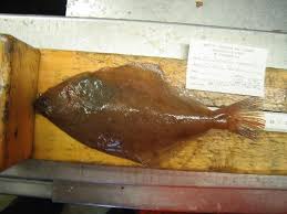 Image result for Hippoglossoides platessoides