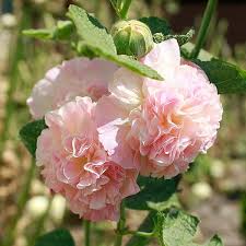 Image result for Stockrose