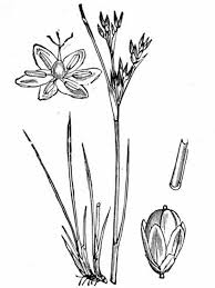 Attēlu rezultāti vaicājumam “Juncus compressus”