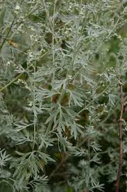 Image result for Artemisia absinthium