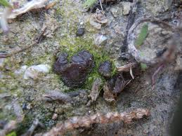 Attēlu rezultāti vaicājumam “Hypoxylon vogesiacum”