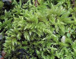 Attēlu rezultāti vaicājumam “Brachythecium salebrosum”