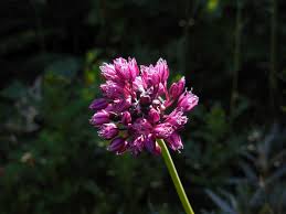 Attēlu rezultāti vaicājumam “Allium scorodoprasum flower”
