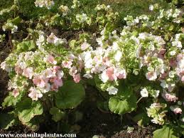 Image result for Primula obconica