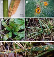 Attēlu rezultāti vaicājumam “Tranzschelia pruni-spinosae spores”
