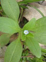 Attēlu rezultāti vaicājumam “Myosotis sparsiflora”
