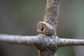 Attēlu rezultāti vaicājumam “Retinia resinella”