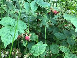 Attēlu rezultāti vaicājumam “Rubus idaeus leaf”