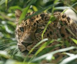 Image result for Essex Leopards